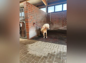 Mini Shetland Pony, Hengst, 4 Jaar, 85 cm, Palomino