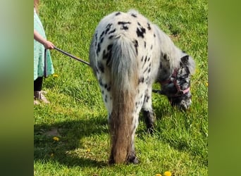 Mini Shetland Pony, Hengst, 4 Jahre, 80 cm