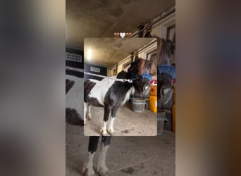 Mini Shetland Pony, Hengst, 4 Jahre, 80 cm, Schecke