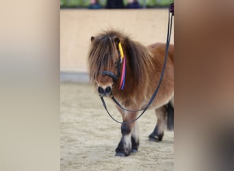 Mini Shetland Pony, Hengst, 4 Jahre, 83 cm, Brauner