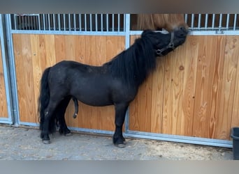Mini Shetland Pony, Hengst, 4 Jahre, 98 cm, Rappe