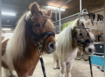 Mini Shetland Pony, Hengst, 4 Jahre