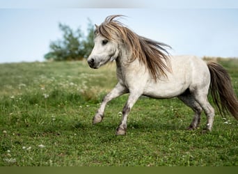 Mini Shetland Pony, Hengst, 5 Jaar, 85 cm, Schimmel