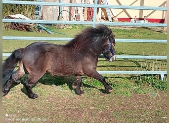 Mini Shetland Pony, Hengst, 5 Jahre, 80 cm, Schwarzbrauner