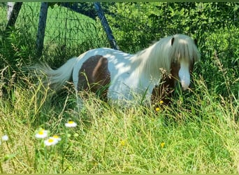 Mini Shetland Pony, Hengst, 6 Jaar, 81 cm, Gevlekt-paard