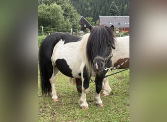 Mini Shetland Pony, Hengst, 6 Jahre, 87 cm, Schecke