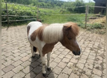 Mini Shetland Pony, Hengst, 6 Jahre, 95 cm