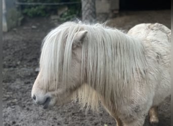 Mini Shetland Pony, Hengst, 7 Jaar, Palomino