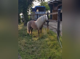 Mini Shetland Pony, Hengst, 7 Jahre, 84 cm, Fuchs