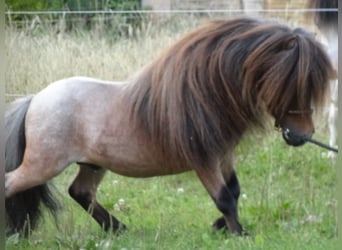 Mini Shetland Pony, Hengst, 8 Jaar, 78 cm, Roan-Bay