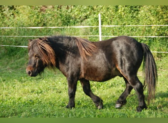 Mini Shetland Pony, Hengst, 8 Jahre, 68 cm, Brauner