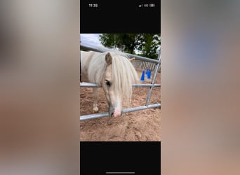 Mini Shetland Pony, Hengst, 8 Jahre, 75 cm, Palomino