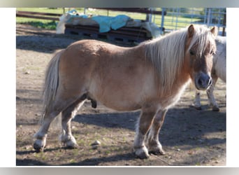 Mini Shetland Pony, Hengst, 8 Jahre, 77 cm