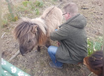 Mini Shetland Pony, Hengst, 8 Jahre, Falbe