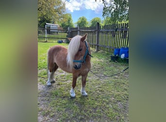 Mini Shetland Pony, Hengst, 9 Jahre, 90 cm, Schecke