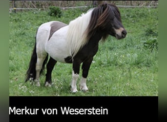Mini Shetland Pony, Hengst, 30 Jahre, 84 cm, Dunkelbrauner