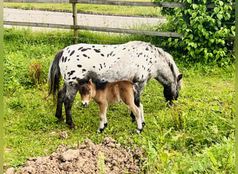 Mini Shetland Pony, Hengst, Fohlen (06/2024), 60 cm, Brauner