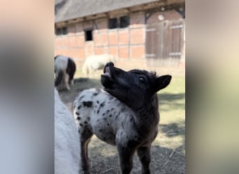 Mini Shetland Pony, Hengst, Fohlen (01/2026), 60 cm, Tigerschecke