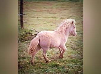 Mini Shetland Pony, Hengst, Fohlen (06/2026), 85 cm, Perlino