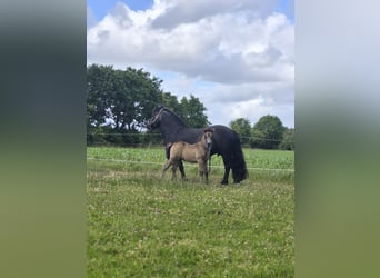 Mini Shetland Pony, Hengst, Fohlen (06/2026), Buckskin