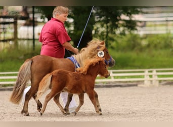 Mini Shetland Pony, Hengst, Fohlen (04/2025)