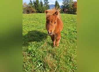 Mini Shetland Pony, Hengst, Fohlen (06/2025), Fuchs
