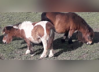 Mini Shetland Pony, Hengst, Fohlen (05/2024), Schecke