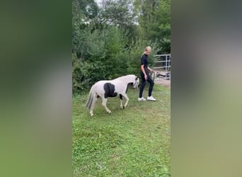 Mini Shetland Pony, Hengst, Fohlen (10/2025), Schecke