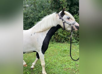 Mini Shetland Pony, Hengst, Fohlen (10/2025), Schecke