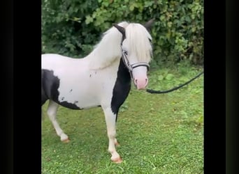 Mini Shetland Pony, Hengst, Fohlen (10/2025), Schecke