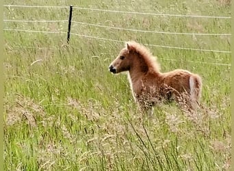 Mini Shetland Pony, Hengst, 