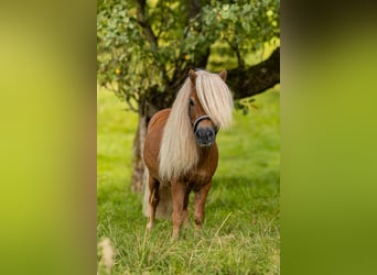 Mini Shetland Pony, Hengst, 14 Jahre, 80 cm, Fuchs