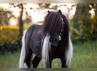Mini Shetland Pony, Hengst, 20 Jaar, 81 cm, Gevlekt-paard
