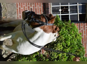 Mini Shetland Pony, Hengst, 12 Jaar, 82 cm, Gevlekt-paard