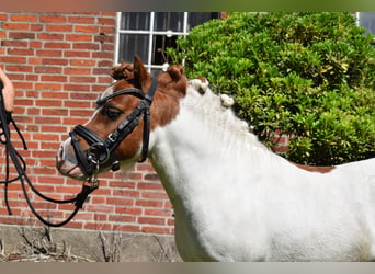 Mini Shetland Pony, Hengst, 12 Jaar, 82 cm, Gevlekt-paard