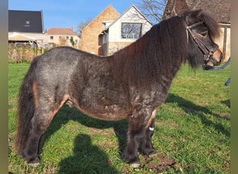 Mini Shetland Pony, Hengst, 5 Jahre, 87 cm, Roan-Bay