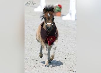 Mini Shetland Pony, Hengst, 5 Jahre, 87 cm, Roan-Bay