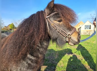 Mini Shetland Pony, Hengst, 4 Jaar, 87 cm, Roan-Bay