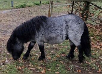 Mini Shetland Pony, Hengst, 6 Jaar, Roan-Blue