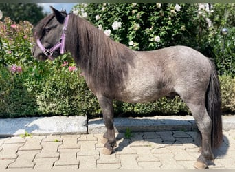 Mini Shetland Pony, Hengst, 4 Jahre, 87 cm, Roan-Blue