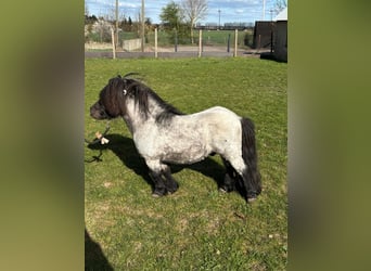 Mini Shetland Pony, Hengst, 12 Jahre, 82 cm, Roan-Blue