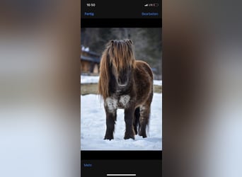 Mini Shetland Pony, Hengst, 5 Jahre, 81 cm, Roan-Blue