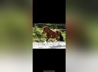 Mini Shetland Pony, Hengst, 11 Jahre, 78 cm, Schecke