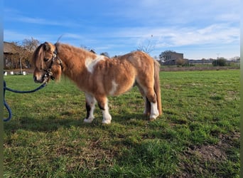 Mini Shetland Pony, Hengst, 5 Jahre, 85 cm, Schecke