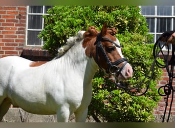 Mini Shetland Pony, Hengst, 11 Jahre, 82 cm, Schecke