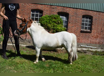 Mini Shetland Pony, Hengst, 11 Jahre, 82 cm, Schecke