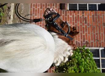 Mini Shetland Pony, Hengst, 12 Jahre, 82 cm, Schecke