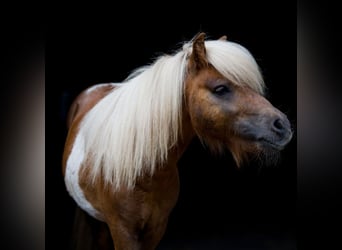 Mini Shetland Pony, Hengst, 5 Jahre, 80 cm, Schecke