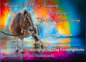 Mini Shetland Pony, Hengst, 5 Jahre, 84 cm, Schecke