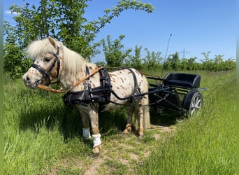 Mini Shetland Pony, Hengst, 6 Jahre, 86 cm, Tigerschecke